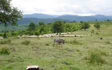 Romania-Transylvania-Carpathian History & Nature Ride